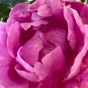 Meet your Posher, Georgia